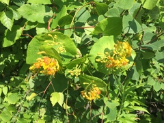 Lonicera hirsuta