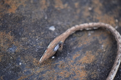 Oxybelis potosiensis