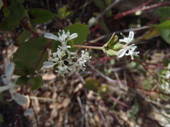 Guardiola platyphylla