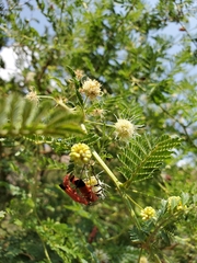 Chauliognathus lecontei