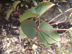 Guardiola platyphylla