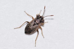 Geocoris bullatus