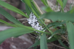 Lichnoptera decora