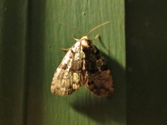 Leuconycta lepidula