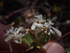 Guardiola platyphylla