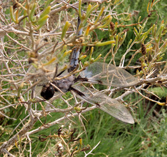 Libellula nodisticta