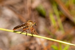 Diogmites crudelis