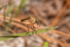 Diogmites crudelis