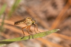 Diogmites crudelis