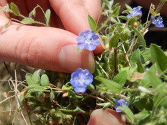Evolvulus alsinoides angustifolius
