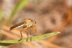 Diogmites crudelis
