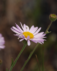 Erigeron filifolius