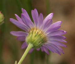 Erigeron filifolius