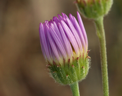 Erigeron filifolius