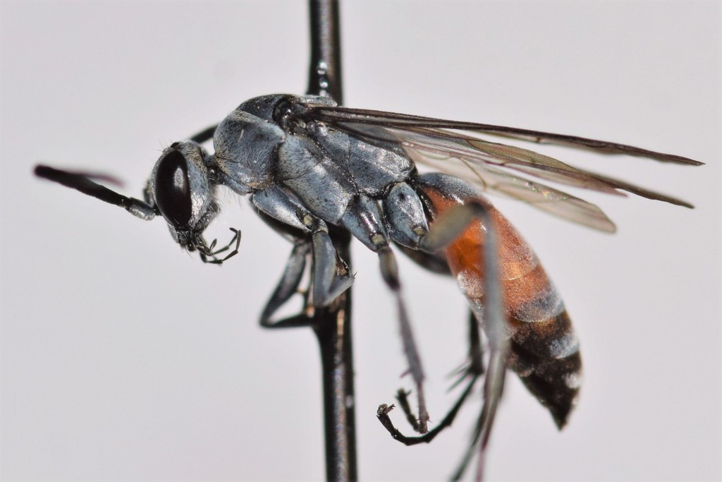 Anoplius apiculatus