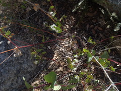 Guardiola platyphylla