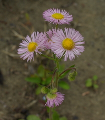 Erigeron philadelphicus philadelphicus