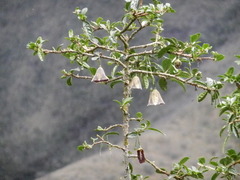 Saracha