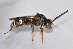 Nomada vicina