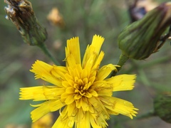 Hieracium umbellatum umbellatum