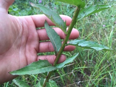 Hieracium umbellatum umbellatum