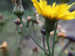 Hieracium umbellatum umbellatum