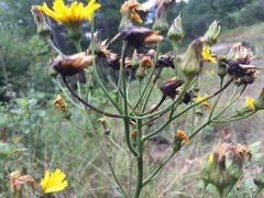 Hieracium umbellatum umbellatum
