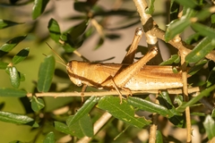 Schistocerca rubiginosa