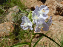 Tradescantia gigantea