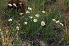 Erigeron filifolius