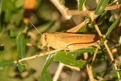 Schistocerca rubiginosa