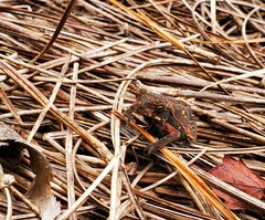 Anaxyrus terrestris