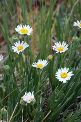Erigeron filifolius