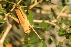 Schistocerca rubiginosa