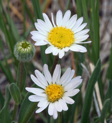 Erigeron filifolius