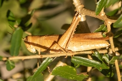 Schistocerca rubiginosa