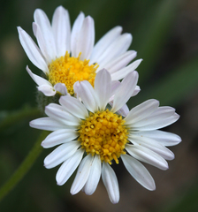Erigeron filifolius