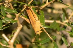 Schistocerca rubiginosa