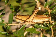 Schistocerca rubiginosa