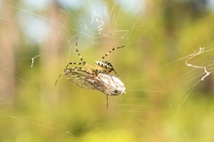 Argiope aurantia image