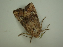 Lacinipolia stricta