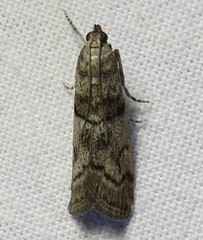 Promylea lunigerella