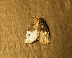 Neoligia crytora