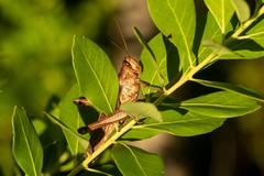 Schistocerca alutacea