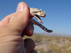 Crotalus cerastes cerastes