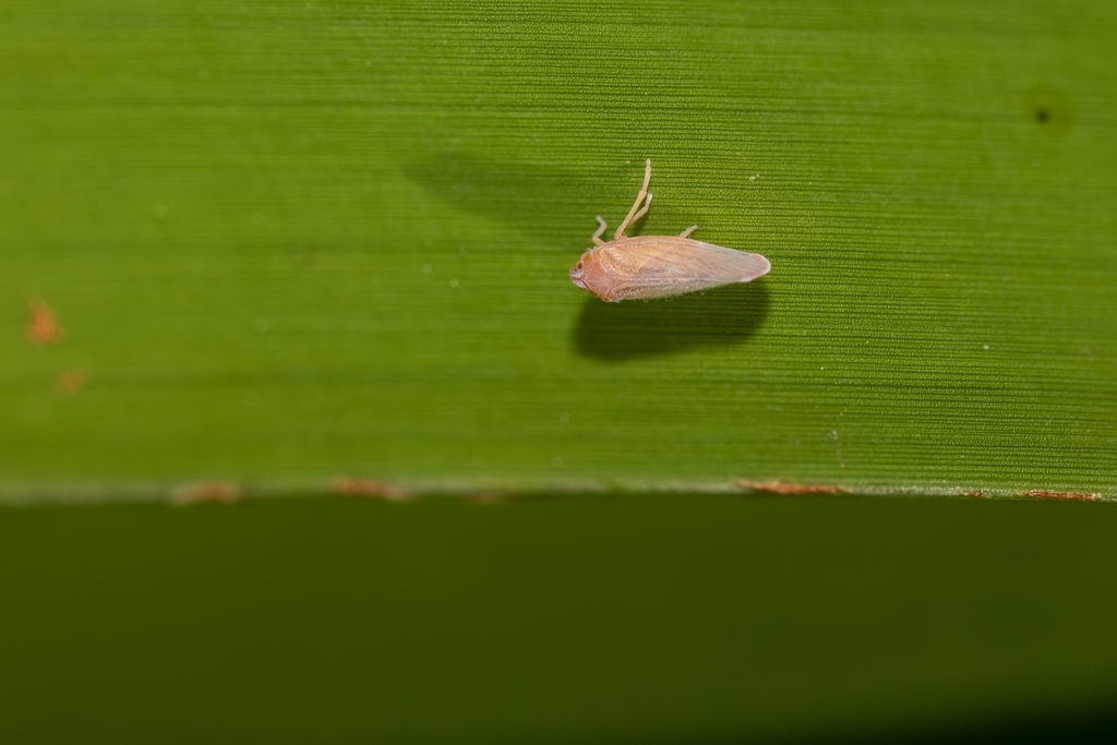 Omolicna joi