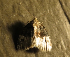 Neoligia crytora