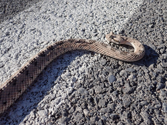 Crotalus cerastes cerastes