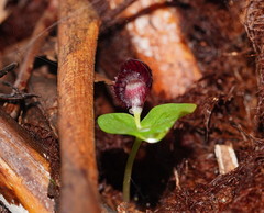 Corybas grumulus