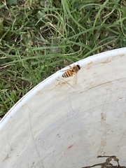 Apis mellifera